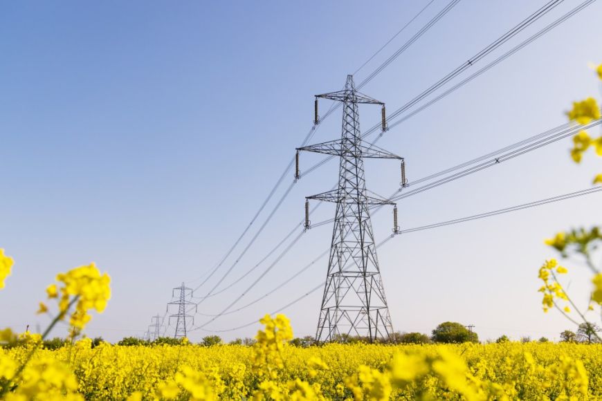 Bovengrond net in veld met gele bloelen